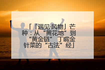 「遇见·风物」芒种：从“黄花地”到“黄金链” 丁嘴金针菜的“古法”经