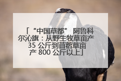 “中国草都” 阿鲁科尔沁旗：从野生牧草亩产 35 公斤到苜蓿草亩产 800 公斤以上