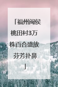 福州闽侯桃田村3万株百合盛放 芬芳扑鼻