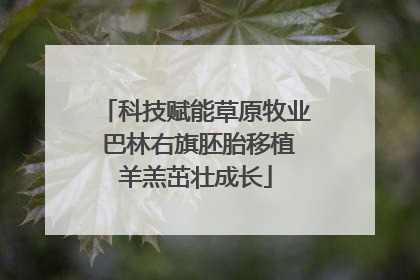 科技赋能草原牧业 巴林右旗胚胎移植羊羔茁壮成长