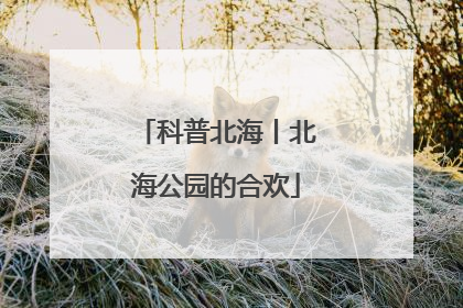 科普北海丨北海公园的合欢