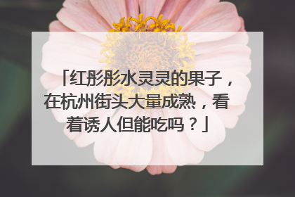 红彤彤水灵灵的果子，在杭州街头大量成熟，看着诱人但能吃吗？