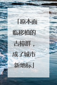 原本面临移植的古樟群，成了城市新地标