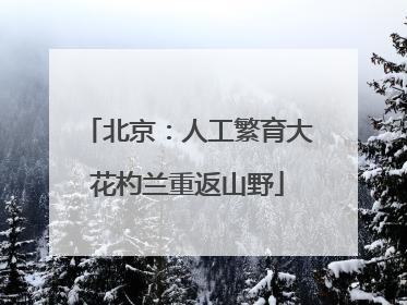 北京：人工繁育大花杓兰重返山野