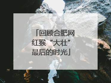 回顾合肥网红猴“大壮”最后的时光