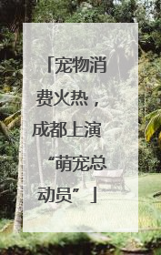 宠物消费火热，成都上演“萌宠总动员”
