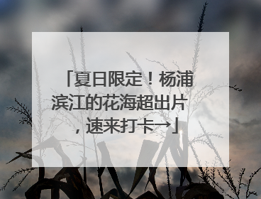 夏日限定！杨浦滨江的花海超出片，速来打卡→
