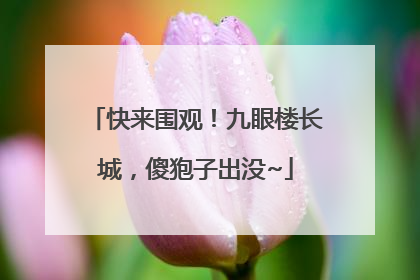 快来围观！九眼楼长城，傻狍子出没~