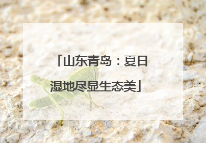 山东青岛：夏日湿地尽显生态美
