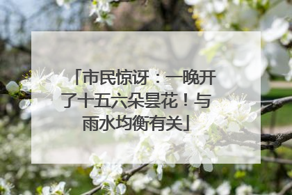 市民惊讶：一晚开了十五六朵昙花！与雨水均衡有关