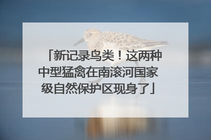 新记录鸟类！这两种中型猛禽在南滚河国家级自然保护区现身了