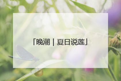 晚潮｜夏日说莲
