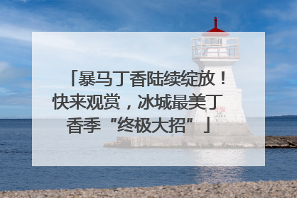 暴马丁香陆续绽放！快来观赏，冰城最美丁香季“终极大招”