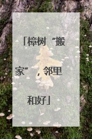 樟树“搬家”，邻里和好