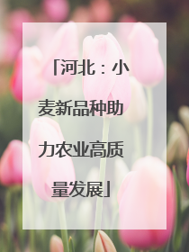 河北：小麦新品种助力农业高质量发展