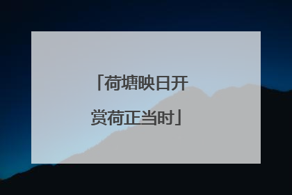 荷塘映日开 赏荷正当时
