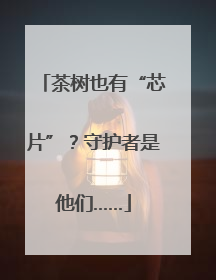 茶树也有“芯片”？守护者是他们……