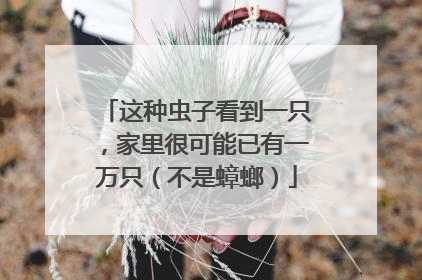 这种虫子看到一只，家里很可能已有一万只（不是蟑螂）