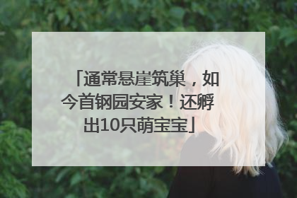 通常悬崖筑巢，如今首钢园安家！还孵出10只萌宝宝