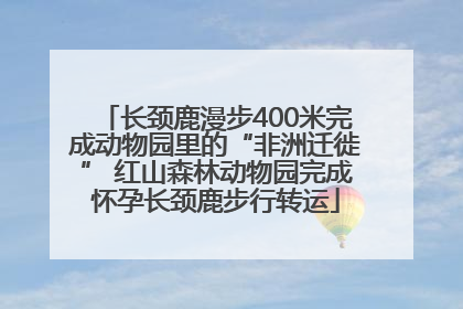 长颈鹿漫步400米完成动物园里的“非洲迁徙” 红山森林动物园完成怀孕长颈鹿步行转运