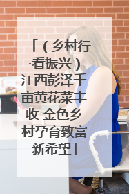 （乡村行·看振兴）江西彭泽千亩黄花菜丰收 金色乡村孕育致富新希望